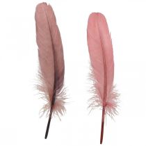 Article Plumes décoratives pour l&#39;artisanat Plumes d&#39;oiseaux véritables rose sombre 20g