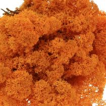Déco Mousse Orange Véritable mousse pour travaux manuels Séchée, colorée 500g