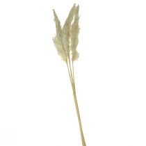 Herbe de pampa décorative crème herbe sèche blanchie 95cm 3pcs