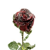 Article Rose déco rouge neige Ø6cm 6pcs