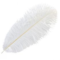 Article Plumes d&#39;autruche Décoration Exotique Plumes Blanches 32-35cm 4 pcs