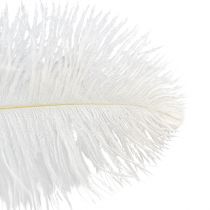 Article Plumes d&#39;autruche décoratives, vraies plumes, blanches, 38-40 cm, 2 pièces