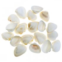 Article Déco Coquillage Blanc Véritables coquillages dans un filet de raphia déco maritime 400g
