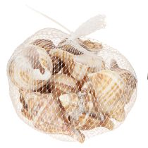Article Coquillages décoratifs crème marron rayés 3 cm–8 cm 300 g