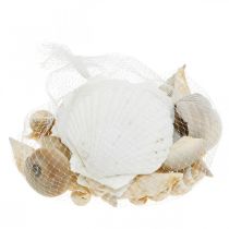 Article Coquilles d'escargots déco Escargots de mer nature Décoration maritime 350g
