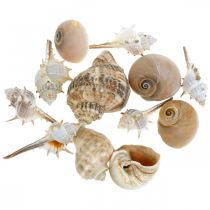 Article Coquilles décoratives et coquilles d&#39;escargots vides blanches, décoration naturelle maritime 350g