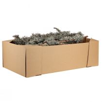 Article Branches décoratives naturelles avec lichen gris 30-60 cm 1 kg