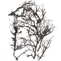 Article Branches déco bonsaï bois déco branches 15-30cm 650g