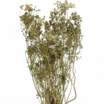 Article Fleurs séchées aneth fleuriste sèche naturelle 50cm 20 pcs