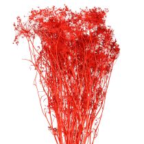 Article Fleurs séchées d&#39;ombellifères rouges 70 cm 150 g