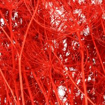 Article Fleurs séchées d&#39;ombellifères rouges 70 cm 150 g