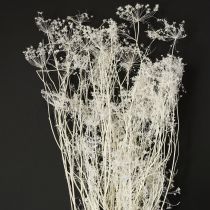 Article Fleurs séchées d&#39;ombellifères blanches 70-80 cm 150 g