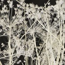 Article Fleurs séchées d&#39;ombellifères blanches 70-80 cm 150 g