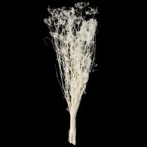 Article Fleurs d'ombellifères séchées (Umbellifera) blanches 70-80 cm 150 g