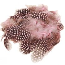 Article Véritables plumes de pintade roses à pois 4-12cm 100 pièces