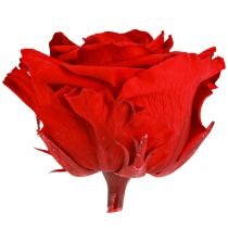 Article Roses éternelles Fleurs stabilisées Roses rouges Ø8,5cm 4pcs