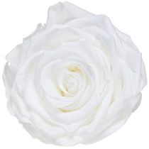 Article Roses éternelles blanches Fleurs stabilisées Ø8,5cm 4pcs
