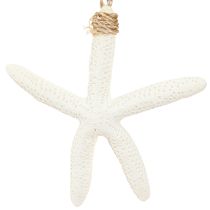 Article Véritable décoration étoile de mer cintre maritime gris blanc 10-14cm 4pcs