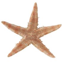 Article Véritable jeune étoile de mer décoration de table maritime 3,5-5 cm 100 pièces