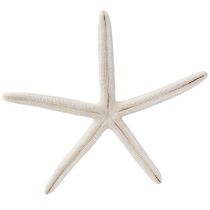 Article Véritable étoile de mer naturelle décorative maritime Ø16–20cm 10 pcs