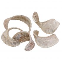 Article Oreille d&#39;Éléphant Blanc lavé 25 pcs