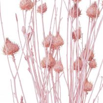 Article Chardon aux fraises chardon sec décoration de chardon rose clair 58cm 65g