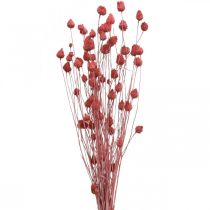 Fleurs Séchées Chardon Séché Fraise Chardon Rose Clair 100g