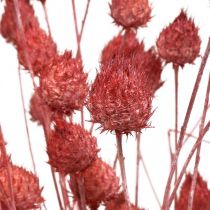 Fleurs Séchées Chardon Séché Fraise Chardon Rose Clair 100g