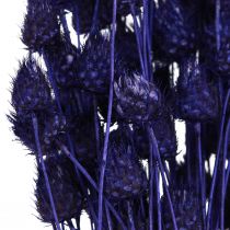 Article Chardons aux fraises Chardon sec Décoration de chardon Violet 44-58cm 100g