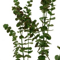 Article Branche d&#39;eucalyptus verte 130cm