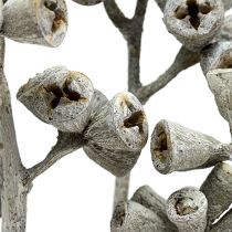 Branche d&#39;eucalyptus blanchi à la chaux 25pcs