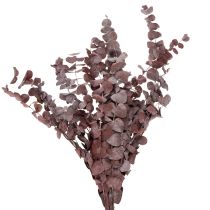 Article Branches d'eucalyptus, eucalyptus stabilisé, fleurs séchées, rouge, 75 cm, 150 g
