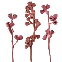 Article Branches d&#39;eucalyptus rouge givré décoration naturelle exotiques 25 pcs