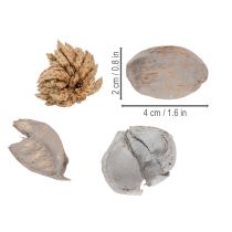 Article Potpourri décoratif estival avec fruits à coques naturelles en gris
