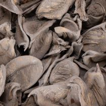 Article Potpourri décoratif estival avec fruits à coques naturelles en gris