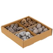 Article Potpourri décoratif estival avec fruits à coques naturelles en gris