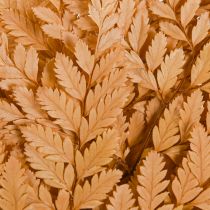 Article Décoration de fougère Vraies frondes de fougère orange préservées 45 cm 10 pièces