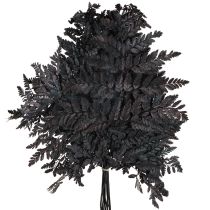 Article Décoration de fougère Vraies frondes de fougère noires préservées 45 cm 10 pièces