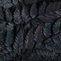 Article Fougères naturelles noires conservées 45 cm (lot de 10)