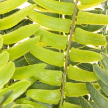 Article Branche de fougère artificielle verte 45 cm pour décoration intérieure