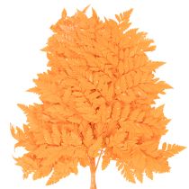 Article Fougères séchées conservées orange 42 cm 10 pièces décoration automnale