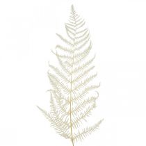 Feuilles de Fougère Fougère Blanche Séchée Blanchie 50cm 10p