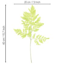 Article Fougères : Matériau naturel préservé de haute qualité pour des projets de décoration durables, 40 cm, lot de 10.