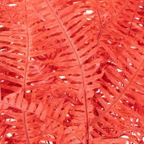 Article Fougère conservée rouge 60 cm 10 pièces