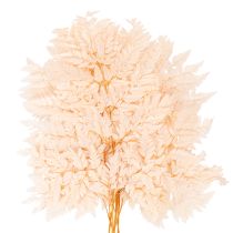 Article Fougère séchée décorative pour vase 42 cm rose 10 pièces