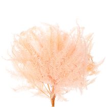 Article Fougères séchées pour décoration intérieure 60 cm rose pâle x10