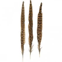 Plumes de faisan véritables plumes pour confection de décoration de Pâques 25-27cm 24pcs