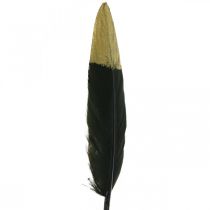 Plumes décoratives noires, vraies plumes dorées pour l&#39;artisanat 12-14cm 72p