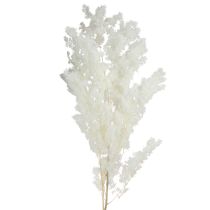 Article Asperge sétacée Déco Herbes séchées Blanc 55-70cm 100g