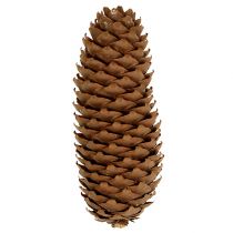 Cônes d&#39;épicéa naturel 5kg pommes de pin
